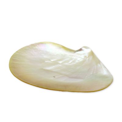 Shell soap dish Ø 13-15cm 