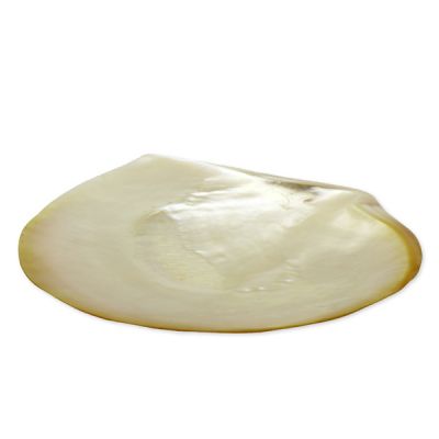 Shell soap dish Ø 15-18cm 